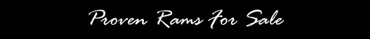 Proven Rams & Bred Ewes for sale!