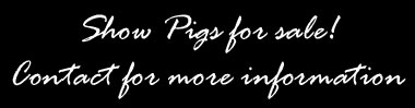 Show Pigs